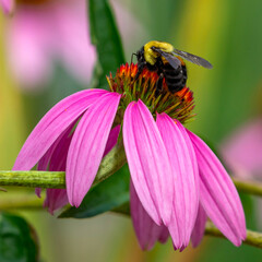 Bumble Bee Resting on a Pink Coneflower