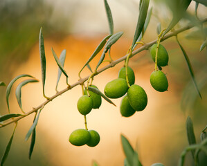 olive tree branch
