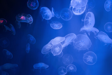 Colorful Moon Jellyfish underwater on dark blue background. light reflection on Jellyfish moving in water in the aquarium