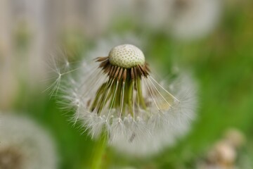 Dandelion Close Up 