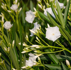 white Nerium oleander