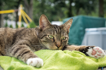 Felis silvestris catus - Hauskatze