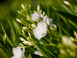 white Nerium oleander