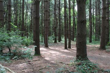 pine forest