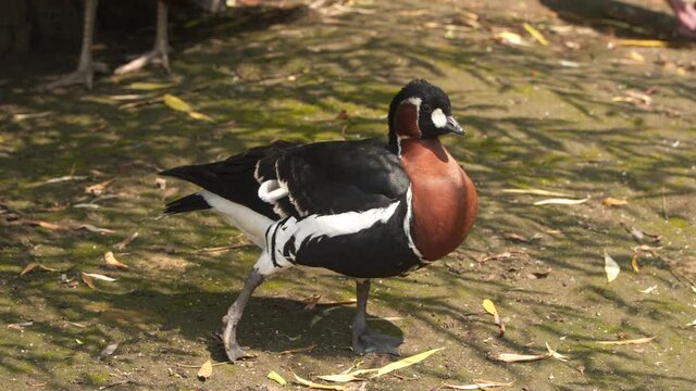 The red-breasted goose (Branta ruficollis) is a brightly marked species of goose in the genus Branta from Eurasia