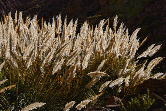 Beautiful foxtails  through the Puritama Reserve, San Pedro de Atacama, Chile