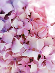Closeup of beautiful pink hortensia (Hydrangea) flowers - perfect for wallpapers