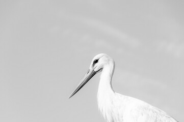 Stork on top of its nest in black and white