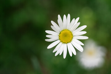 Obraz premium Chamomile flower on a natural green background.