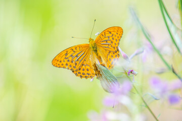 a fluttering butterfly in purple flowers