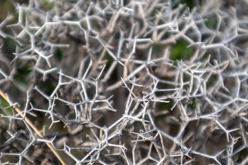 Dry sharp needles branches of wild bush pattern close-up in rural Greece landscape. Hot summer flora botany details