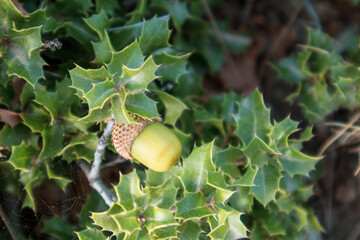 Green leaves and acorn of Quercus coccifera, the kermes oak close-up. Small oak bush with sharp...