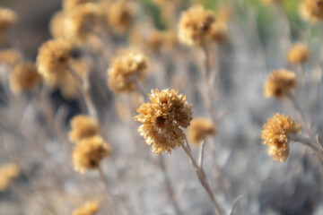 Wild Helichrysum arenarium dry yellow grass bush macro close-up in Greece. Dwarf everlast or immortelle, wild natural botany with selective focus