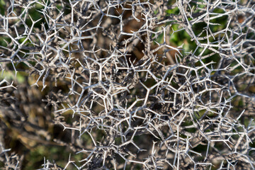 Dry sharp needles branches of wild bush pattern close-up in rural Greece landscape. Hot summer prairie botany details