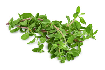 Oregano or marjoram leaves isolated on white background with clipping path and full depth of field