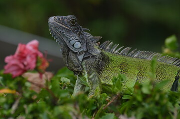 iguana on a tree