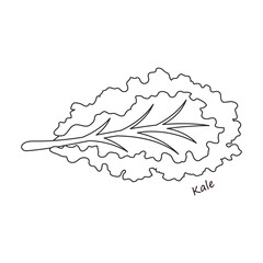 Lettuce and salad outline vector of icon.Outline vector illustration leaf of lettuce. Isolated illustration leaf of salad icon.