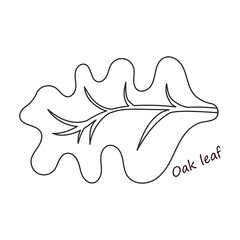 Lettuce and salad outline vector of icon.Outline vector illustration leaf of lettuce. Isolated illustration leaf of salad icon.