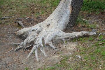 Exposed Roots, Jasper National Park, Alberta