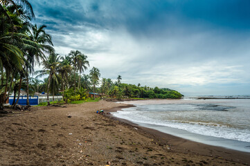 beach and palm trees