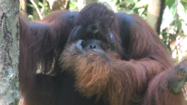 Bornean orangutan Pongo pygmaeus in Semenggoh Nature Reserve