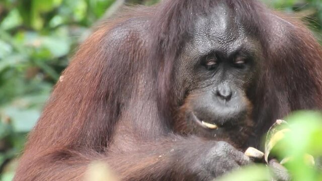 Bornean orangutan Pongo pygmaeus in Sepilok Orangutan Rehabilitation Centre
