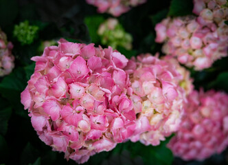 Dramatic Pink Hydrangea Blossoms against a dark and softly blurred background.