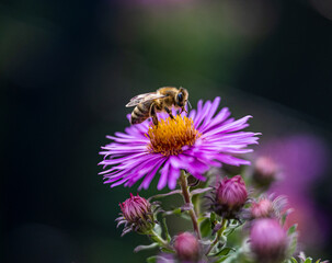 Bl&uuml;te mit Biene