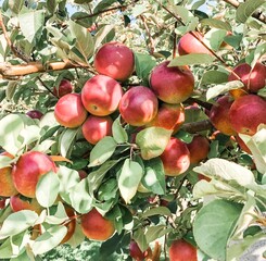 apples on tree