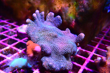 Ultra macro shot on Montipora polyps sps coral frag - obrazy, fototapety, plakaty