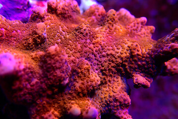 Ultra macro shot on Montipora polyps sps coral frag - obrazy, fototapety, plakaty
