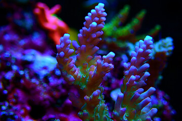 Obraz premium Acropora tenuis colorful sps coral is famous in stock exchange worldwide