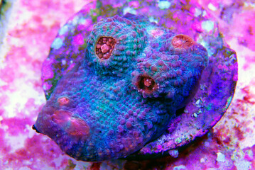Colorful Chalices LPS coral on frag plug in coral aquarium tank © Kolevski.V