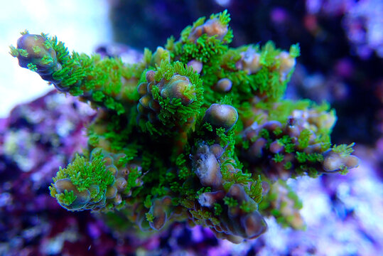 Acropora tenuis colorful sps coral is famous in stock exchange worldwide