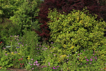 Foliage in garden during summertime