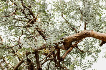 Fototapeta na wymiar Eucalyptus tree