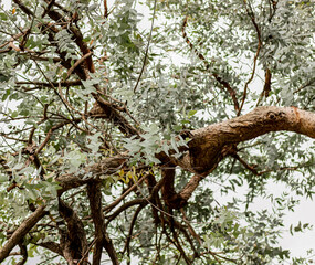Fototapeta na wymiar Eucalyptus tree in the garden