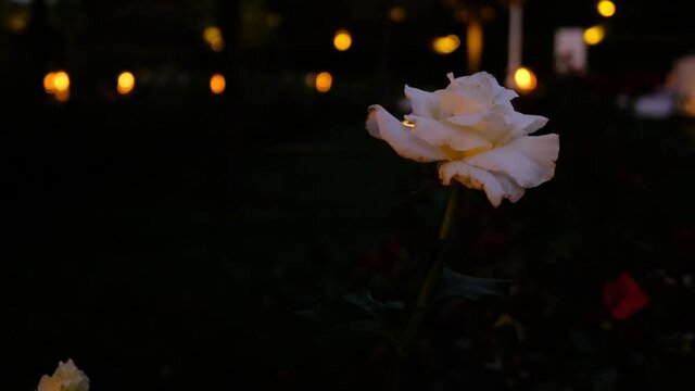 Close Up Shot Of A Single White Rose Swinging İn Wind Before Dark Background With A Lot Of Yellow Bokeh Lights 