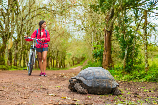 Galapagos Giant Tortoise And Tourist Cycling On Bike On Santa Cruz Island On Galapagos Islands. Animals, Nature And Wildlife Image Of Tortoise In Highlands Of Galapagos, Ecuador, South America