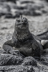 Galapagos Marine Iguana - Iguanas warming in the sun on Fernadina Island