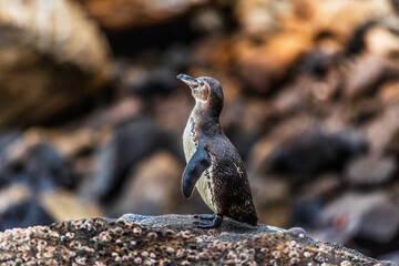 Galapagos penguin of Isabela Island, Galapagos Islands. Endangered species on Galapagos. Amazing animals and wildlife © Maridav