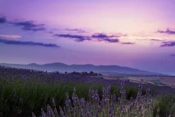 Fotobehang Toscane blooming lavender field at sunset in tuscany  © galina