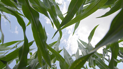 Maispflanzen mit Blick in den Himmel © Alex