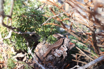 lizard without tail