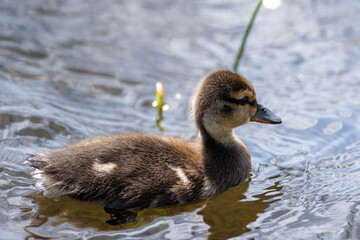 A small baby mallard duckling swimming on a calm river.  The baby duck has soft yellow and brown down feathers, a long black beak, and dark eyes. The duck's reflections are in the clear water. 