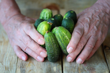 Cucumbers in hands on a wooden surface.