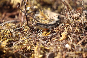 lizard on the ground