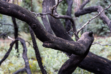 A close up of a burnt tree from the bush fires on Kangaroo Island South Australia on may 10th 2021