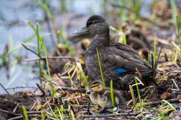 An adult female wood duck with a white patch and yellow ring around its eye. The wild duck is sitting on white snow in the shade.  Its feathers are teal blue on its wings with a brown and white body  