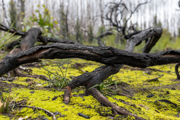 Burnt trees and new revegetation after the bush fires on Kangaroo Island South Australia on may 10th 2021